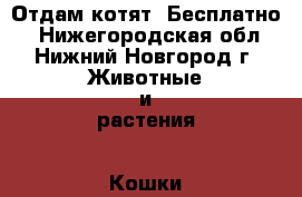 Отдам котят. Бесплатно  - Нижегородская обл., Нижний Новгород г. Животные и растения » Кошки   . Нижегородская обл.